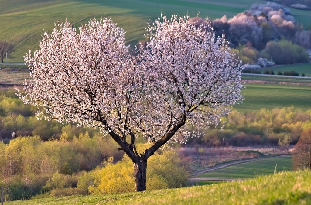 Deze afbeelding heeft een leeg alt-attribuut; de bestandsnaam is a-tree-5255288_1280-1024x678.jpg