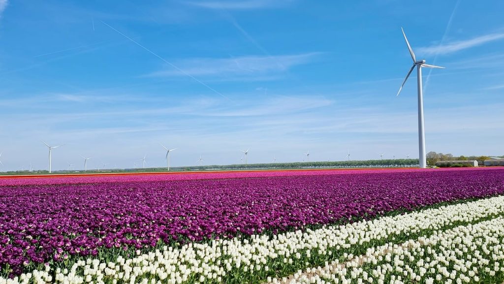 Deze afbeelding heeft een leeg alt-attribuut; de bestandsnaam is flowers-7977079_1280-1024x577.jpg